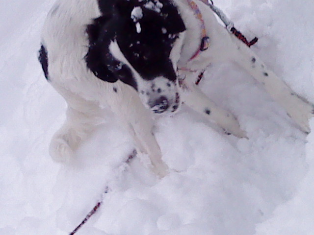 Kira (Border Collie, Dalmatiner, Labrador, Pudel, Unbekannt) Border Collie Dalmatiner Labrador Pudel Unbekannt 